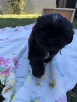 Ollie, a male Shih Tzu for sale in Lakewood, CA – 3 of 10