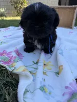 Ollie, a male Shih Tzu for sale in Lakewood, CA – 4 of 10