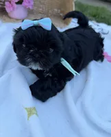 Luna, a female Shih Tzu for sale in Lakewood, CA – 3 of 9