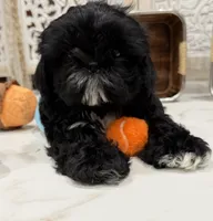 Luna AKC , a female Shih Tzu for sale in Lakewood, CA – 4 of 10