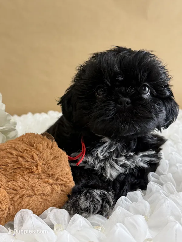 Nala – Shih Tzu puppy for sale in Lakewood, CA