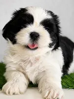 Princess, a female Shih Tzu for sale in Lakewood, CA – 7 of 10