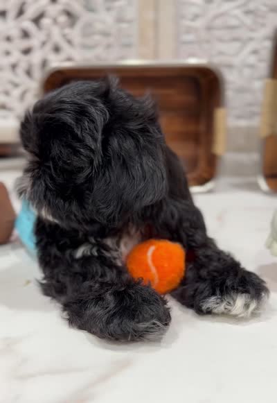 Luna AKC , a female Shih Tzu for sale in Lakewood, CA – 8 of 10