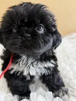 Nala, a female Shih Tzu for sale in Lakewood, CA – 6 of 9