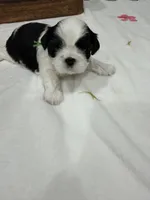 Auggie , a male Shih Tzu for sale in Lakewood, CA – 4 of 9