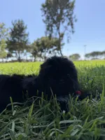 Nala, a female Shih Tzu for sale in Lakewood, CA – 9 of 9