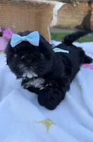 Luna, a female Shih Tzu for sale in Lakewood, CA – 5 of 9