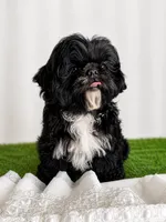 Luna AKC , a female Shih Tzu for sale in Lakewood, CA – 5 of 10