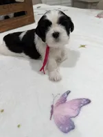 Princess, a female Shih Tzu for sale in Lakewood, CA – 3 of 9