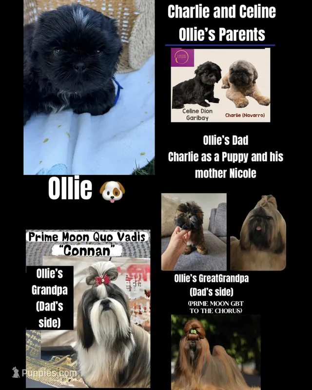 Ollie – Shih Tzu puppy for sale in Lakewood, CA