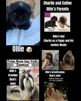 Ollie, a male Shih Tzu for sale in Lakewood, CA – 1 of 10