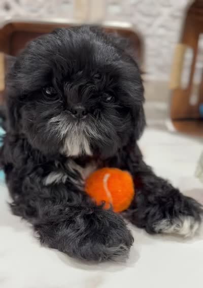 Luna AKC , a female Shih Tzu for sale in Lakewood, CA – 9 of 10