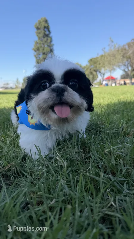 Auggie  – Shih Tzu puppy for sale in Lakewood, CA