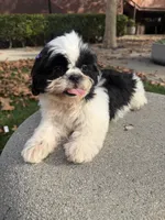 Princess, a female Shih Tzu for sale in Lakewood, CA – 5 of 6