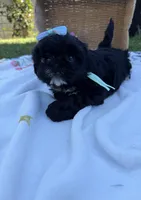 Luna, a female Shih Tzu for sale in Lakewood, CA – 9 of 9