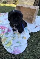 Ollie, a male Shih Tzu for sale in Lakewood, CA – 7 of 10