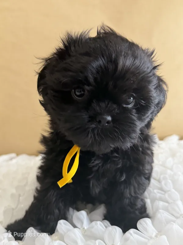 Leía  – Shih Tzu puppy for sale in Lakewood, CA