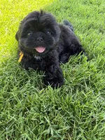 Leía , a female Shih Tzu for sale in Lakewood, CA – 5 of 10