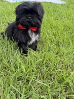 Elvis, a male Shih Tzu for sale in Lakewood, CA – 3 of 8