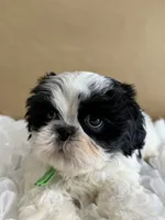 Auggie , a male Shih Tzu for sale in Lakewood, CA – 5 of 8