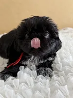 Nala, a female Shih Tzu for sale in Lakewood, CA – 7 of 9
