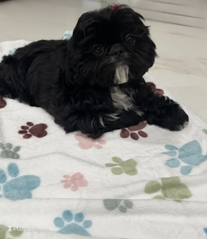 Luna AKC  – Shih Tzu puppy for sale in Lakewood, CA