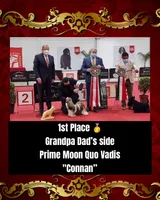 Princess, a female Shih Tzu for sale in Lakewood, CA – 4 of 10
