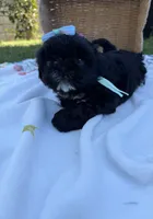 Luna, a female Shih Tzu for sale in Lakewood, CA – 7 of 9