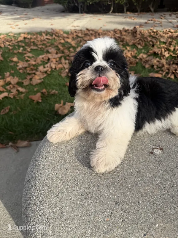 Princess – Shih Tzu puppy for sale in Lakewood, CA