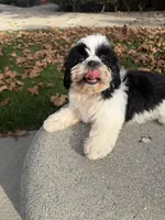Princess, a female Shih Tzu for sale in Lakewood, CA – 1 of 6