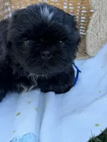 Ollie, a male Shih Tzu for sale in Lakewood, CA – 9 of 10
