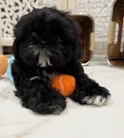 Luna AKC , a female Shih Tzu for sale in Lakewood, CA – 7 of 10