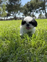 Auggie , a male Shih Tzu for sale in Lakewood, CA – 7 of 8