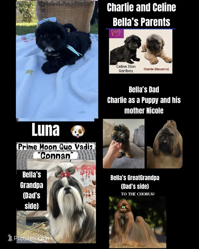 Luna – Shih Tzu puppy for sale in Lakewood, CA
