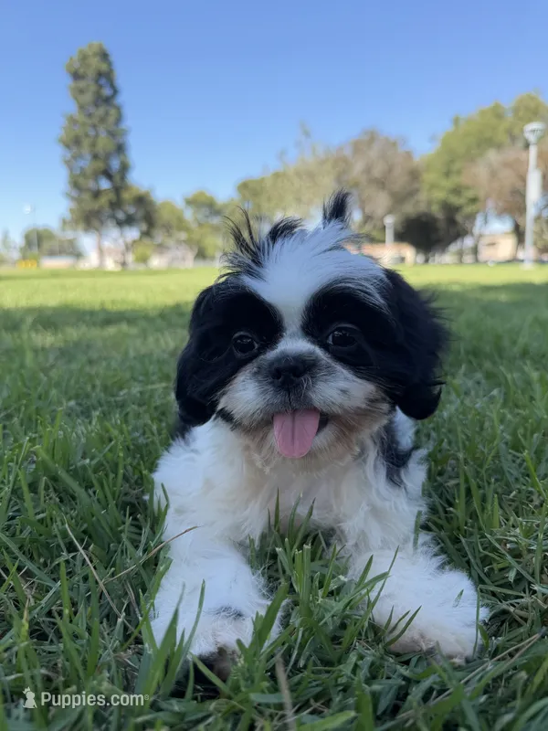Princess – Shih Tzu puppy for sale in Lakewood, CA