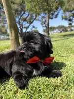Elvis, a male Shih Tzu for sale in Lakewood, CA – 10 of 10
