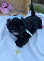 Luna, a female Shih Tzu for sale in Lakewood, CA – 2 of 9