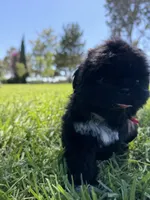 Nala, a female Shih Tzu for sale in Lakewood, CA – 5 of 9