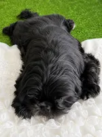 Luna AKC , a female Shih Tzu for sale in Lakewood, CA – 9 of 10