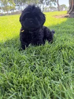 Leía , a female Shih Tzu for sale in Lakewood, CA – 10 of 10