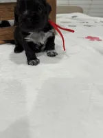 Nala, a female Shih Tzu for sale in Lakewood, CA – 3 of 9