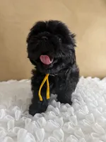 Leía , a female Shih Tzu for sale in Lakewood, CA – 6 of 10