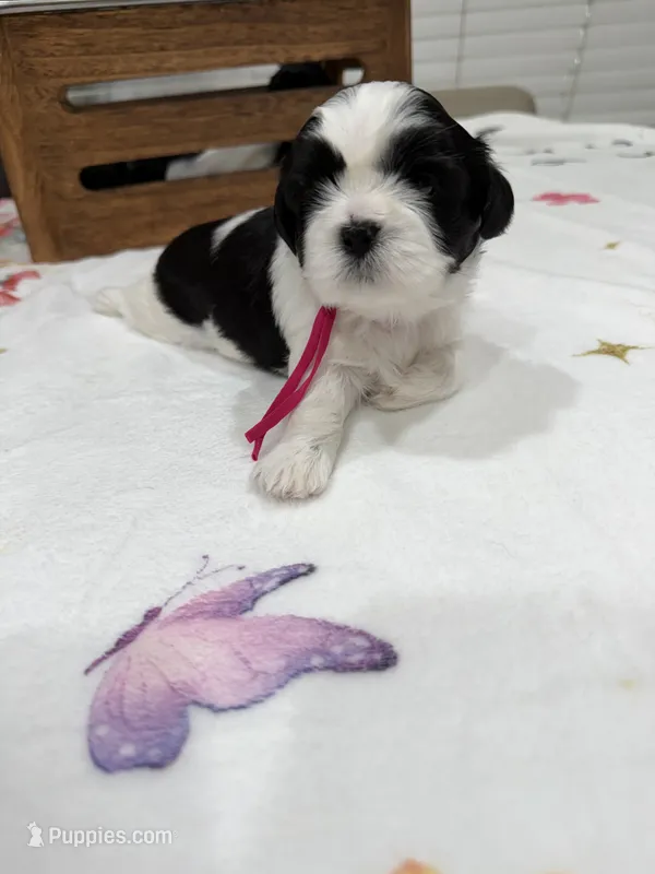 Princess – Shih Tzu puppy for sale in Lakewood, CA