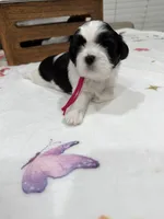 Princess, a female Shih Tzu for sale in Lakewood, CA – 1 of 9