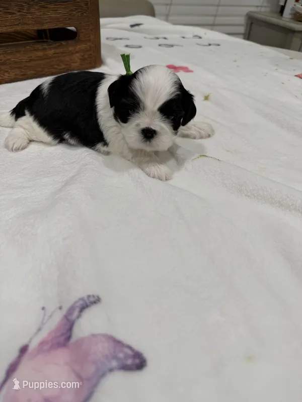 Auggie  – Shih Tzu puppy for sale in Lakewood, CA