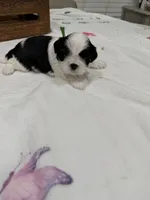 Auggie , a male Shih Tzu for sale in Lakewood, CA – 1 of 9