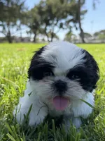 Auggie , a male Shih Tzu for sale in Lakewood, CA – 4 of 8