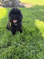 Leía , a female Shih Tzu for sale in Lakewood, CA – 9 of 10