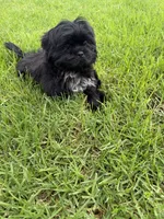 Elvis, a male Shih Tzu for sale in Lakewood, CA – 8 of 8