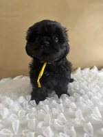 Leía , a female Shih Tzu for sale in Lakewood, CA – 3 of 10